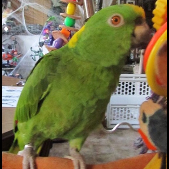 Meet your Posher, Donna - Picture 3 of 5